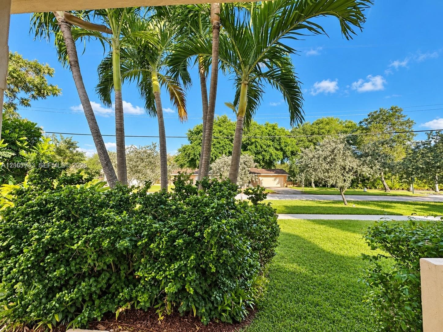 Expansive lawn featuring mature palm trees and established shrubbery