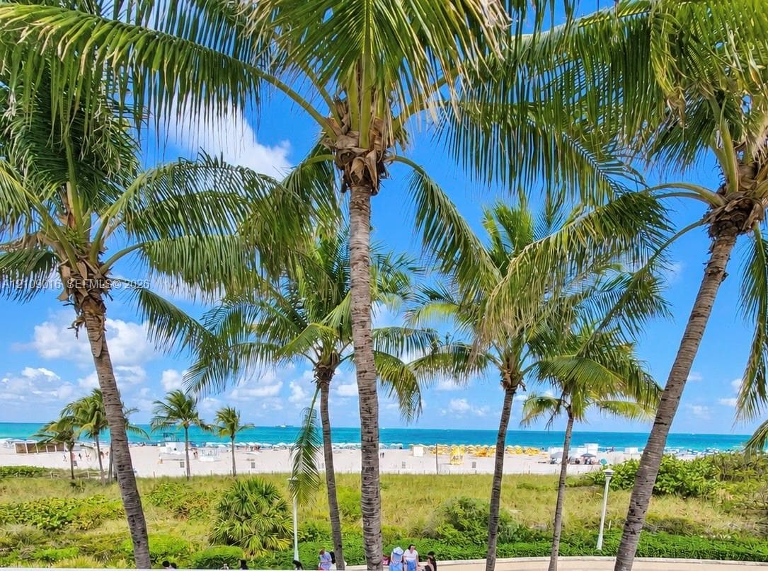 Mature palm trees overlooking a sandy coastline and ocean water