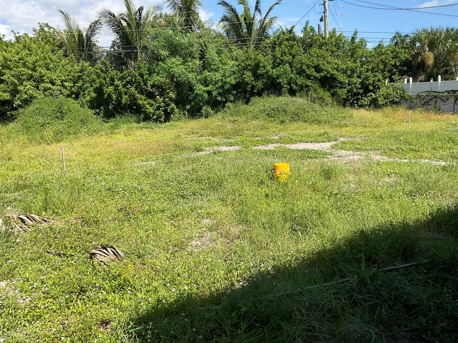 back yard