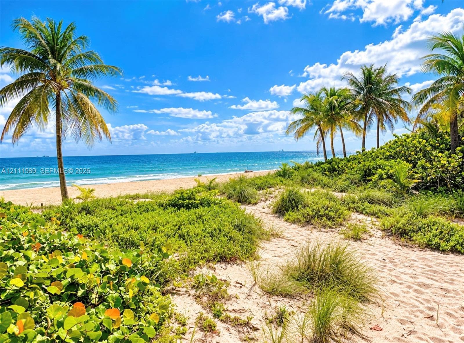 Sandy path featuring coastal vegetation, mature palm trees, and direct oceanfront access